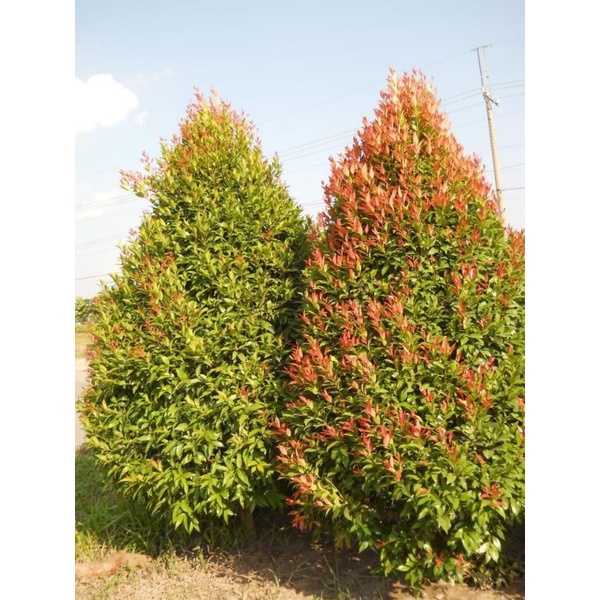 Tanaman Hias Pucuk Merah Rimbun - Tanaman Hias Hidup Pucuk Merah - Pohon Pucuk Merah- Bunga Pucuk Me