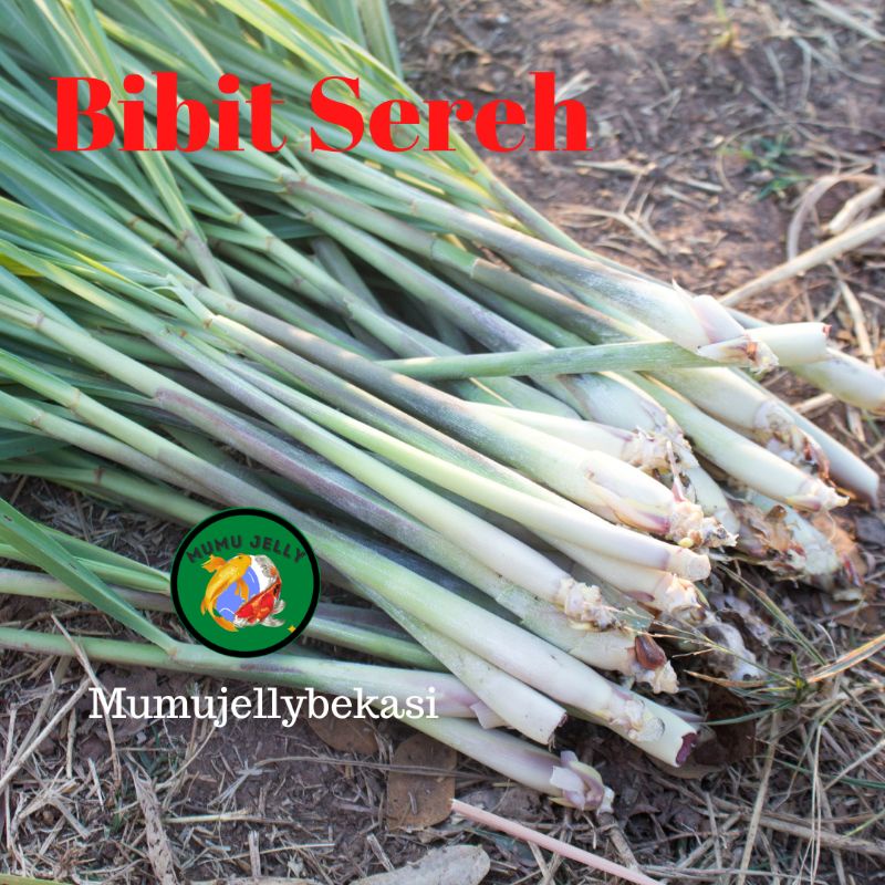 BIBIT SEREH BANGKOK