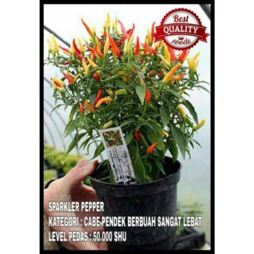 Benih Bibit Cabe Hias Sparkler Hot Pepper Cabai Pedas Mudah Tumbuh