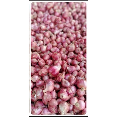 

bawang merah tanggung