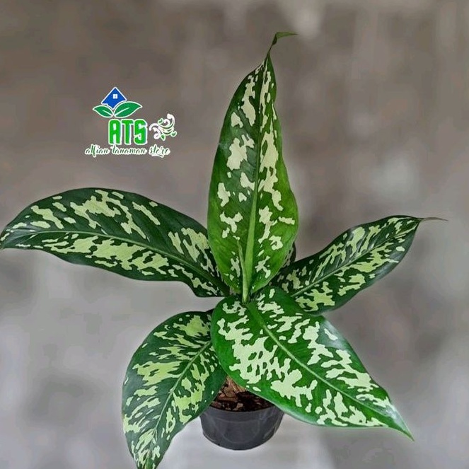 tanaman hias blanceng army - diefenbachia army