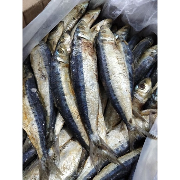 

ikan Japuh besar best seller termurah