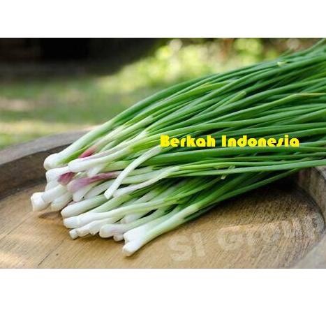 

げ Daun Bawang Merah / Bawang Godong 1/4 (Siap Grosir) っ