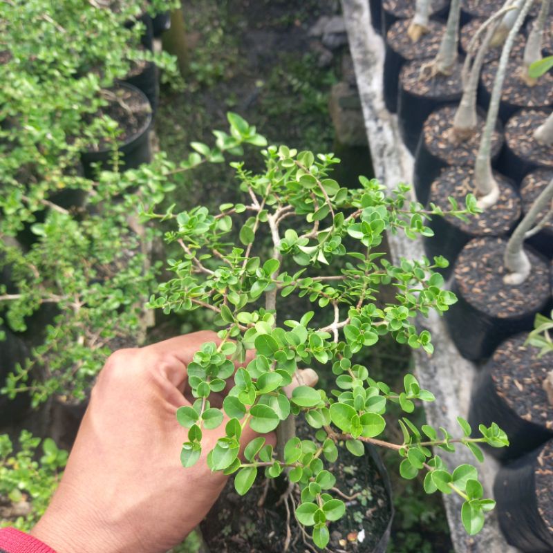 SANCANG BONSAI MAME / SANCANG BONSAI SMALL #ACHMADEFFENDI #SHAFAFLOWERS