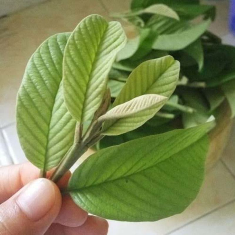 

Daun Jambu Biji / Jambu Batu 30 Tangkai / Daun