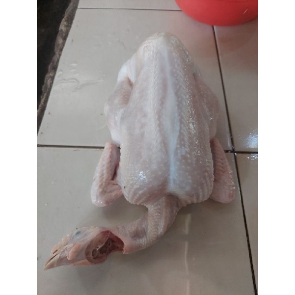 

Ayam Negeri Fresh 1800 gr