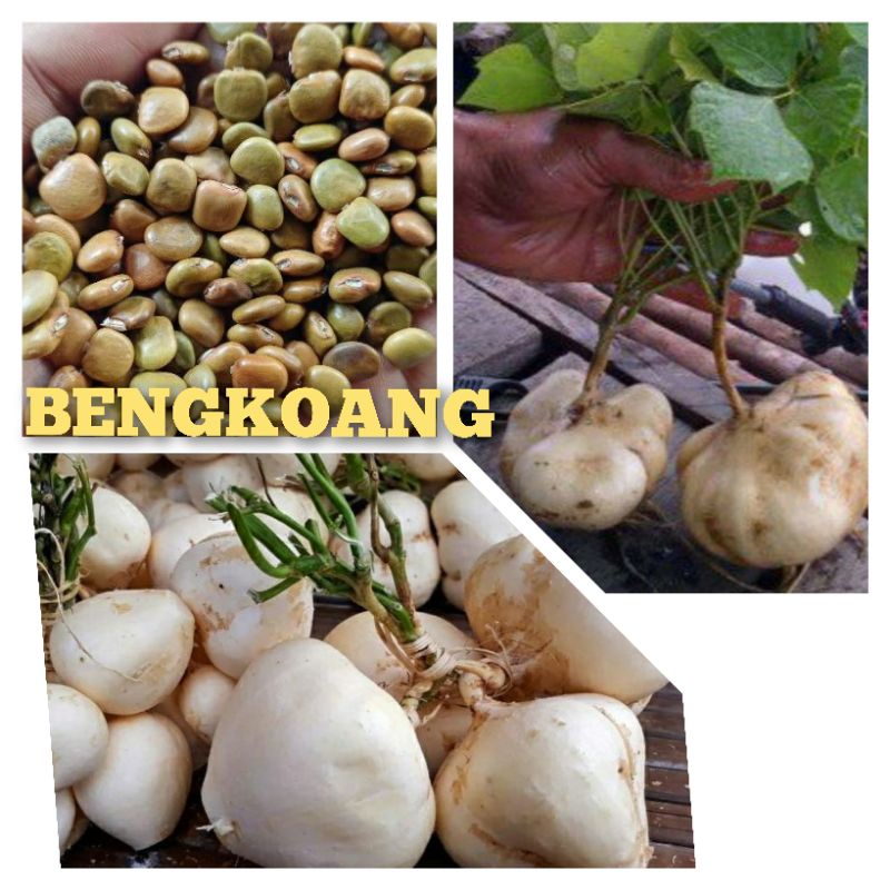 10 Biji Benih  buah BENGKOANG Putih Super bibit buah bengkuang