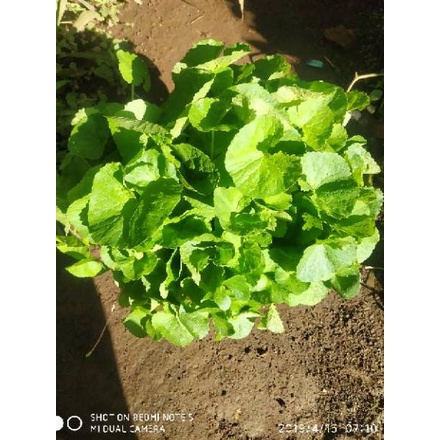 

パ Daun pegagan segar ☉