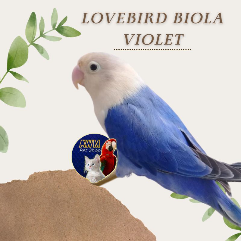 BURUNG LOVEBIRD BIOLA VIOLET / BIOLA VIO