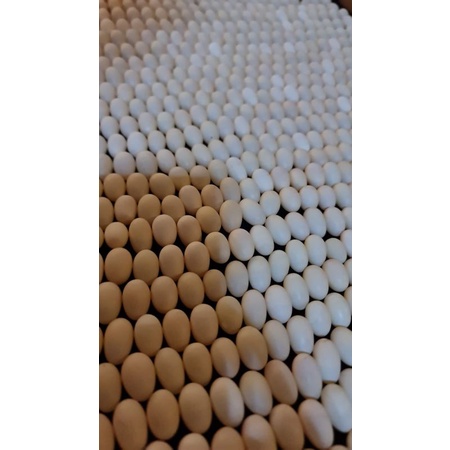 

Telur Walet 2pcs