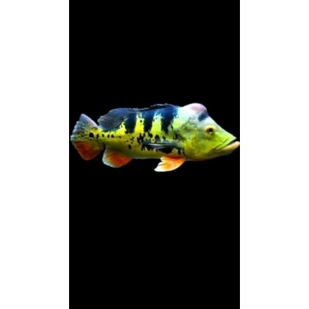 mainan ikan pbass mono 8-9+