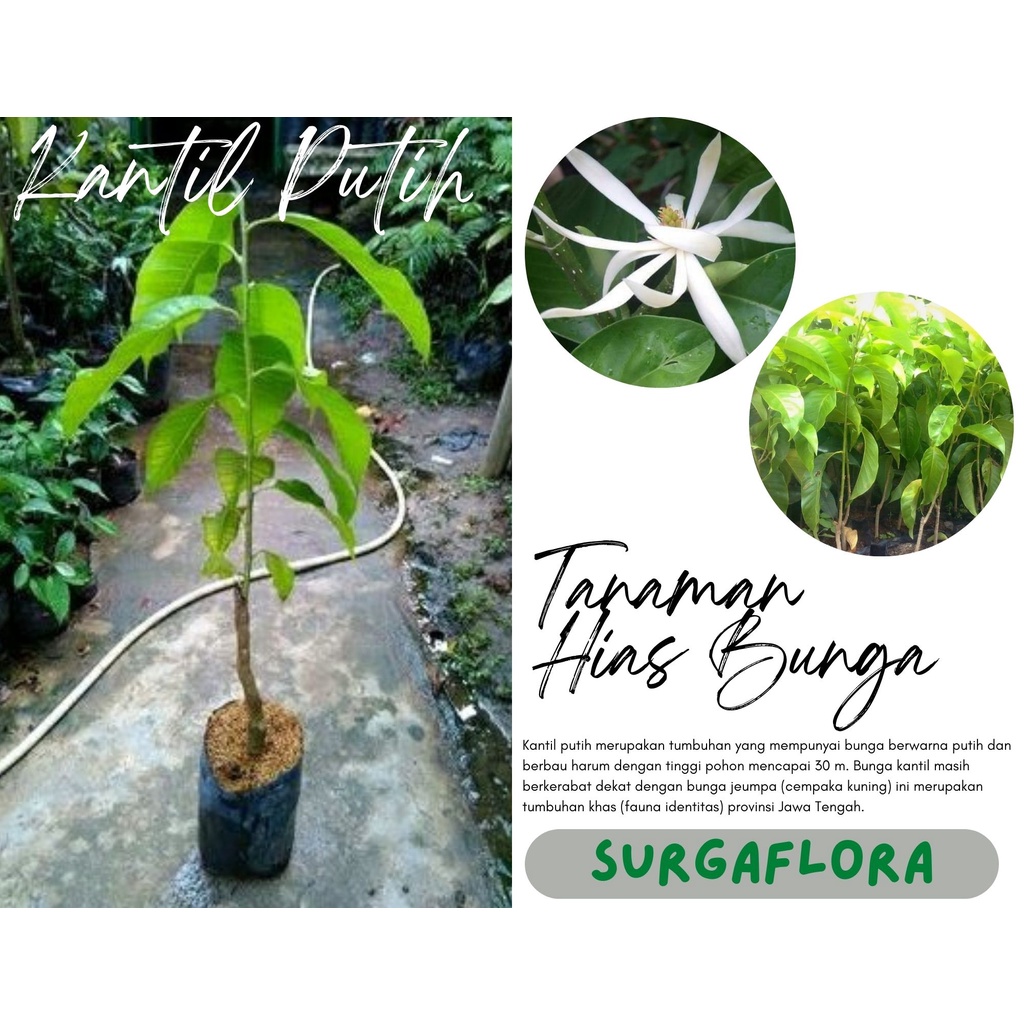 Tanaman Hias Bunga Kantil - Kantil Bunga Hias