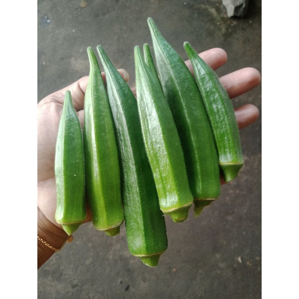Benih okra hijau