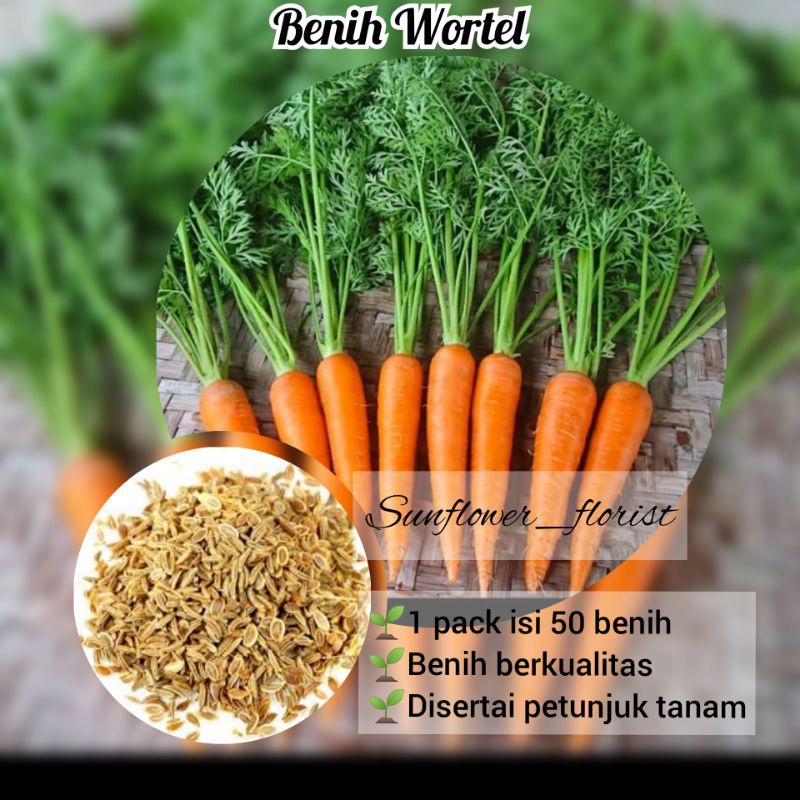 Benih Wortel