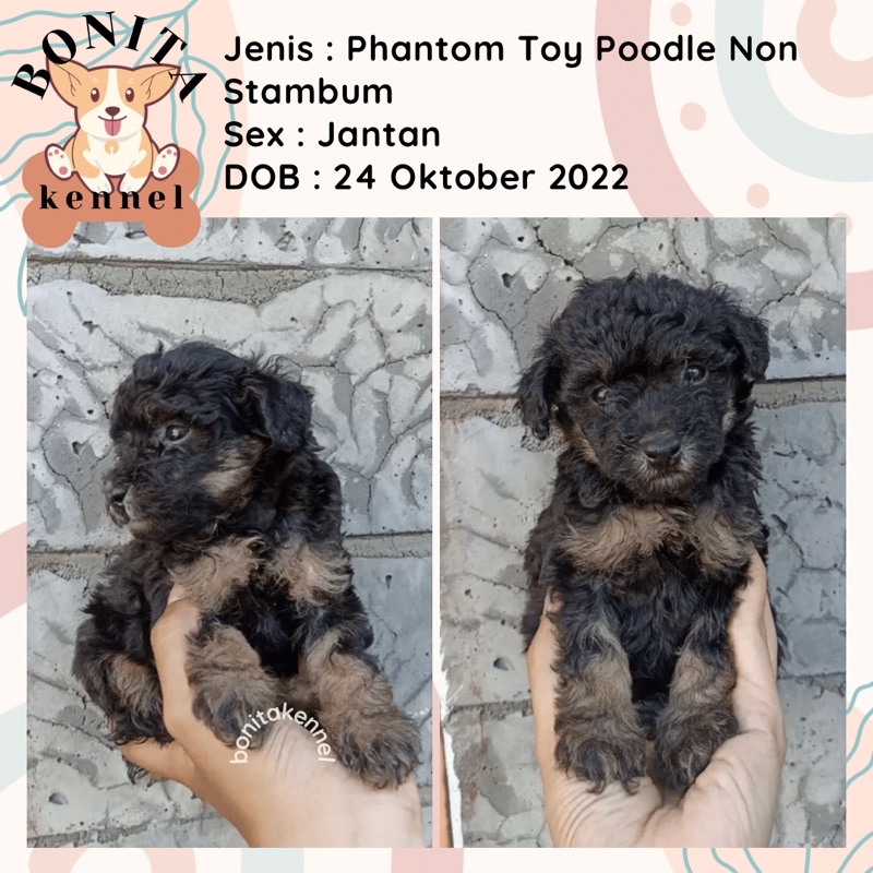 Jual Phantom Toy Poodle Anakan Anjing Poodle Non Stambum Poodle Toy Red