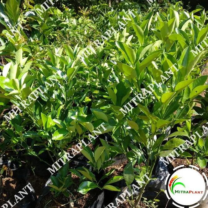 joss Bibit Pohon Jeruk Santang Madu - Tanaman Buah Jeruk Santang Madu Manis viral