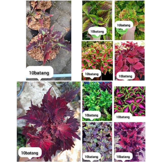 paket 10 batang miana coleus sudah berakar tanaman hias miana