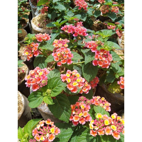 LANTANA BUNGA MERAH