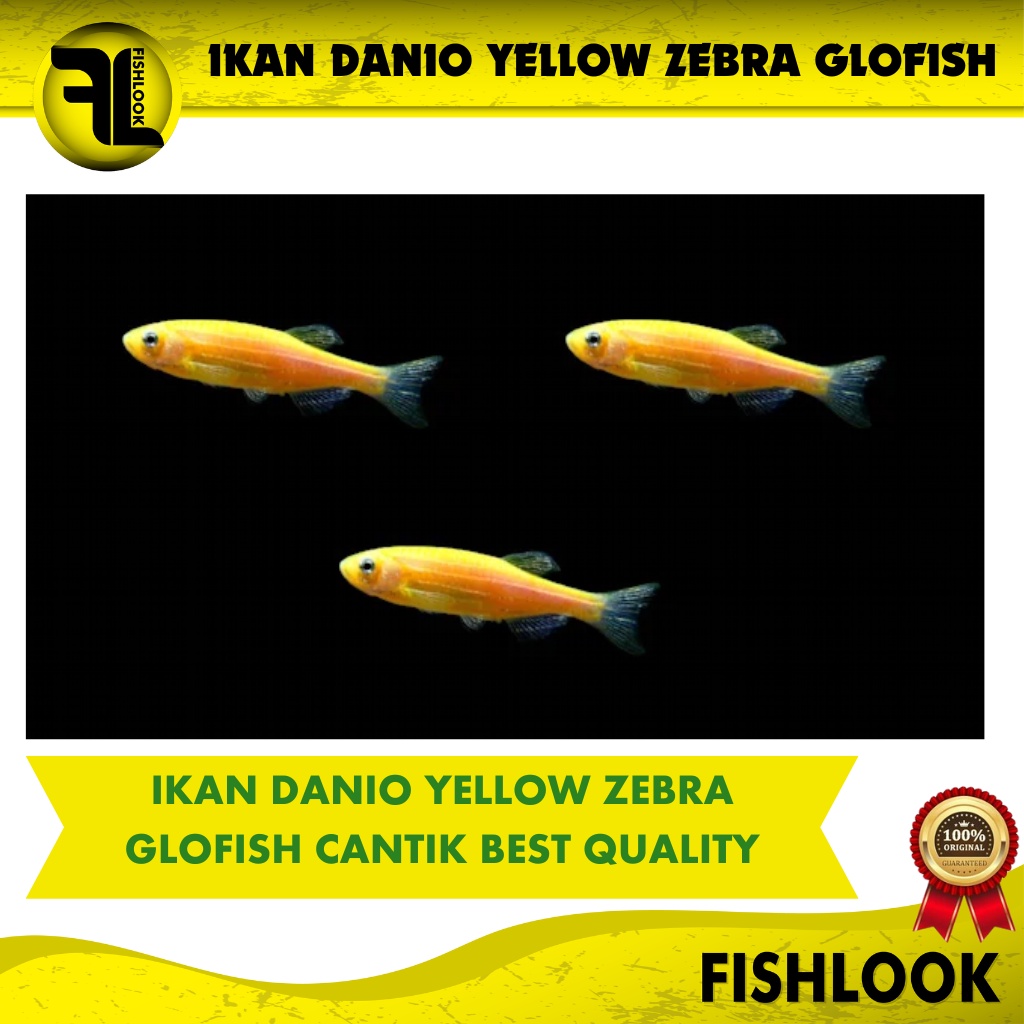 ikan hias aquascape Glofish Danio zebra Import