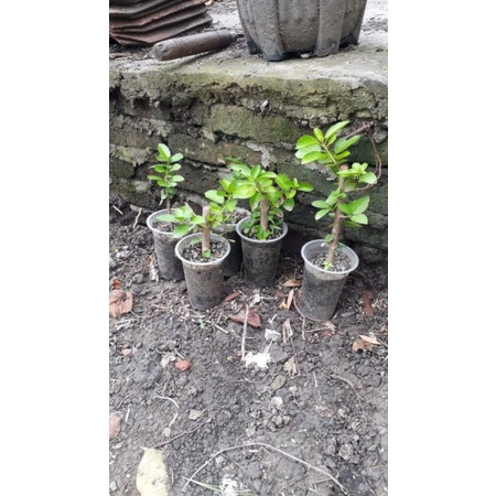 SANCANG BAHAN BONSAI MAME