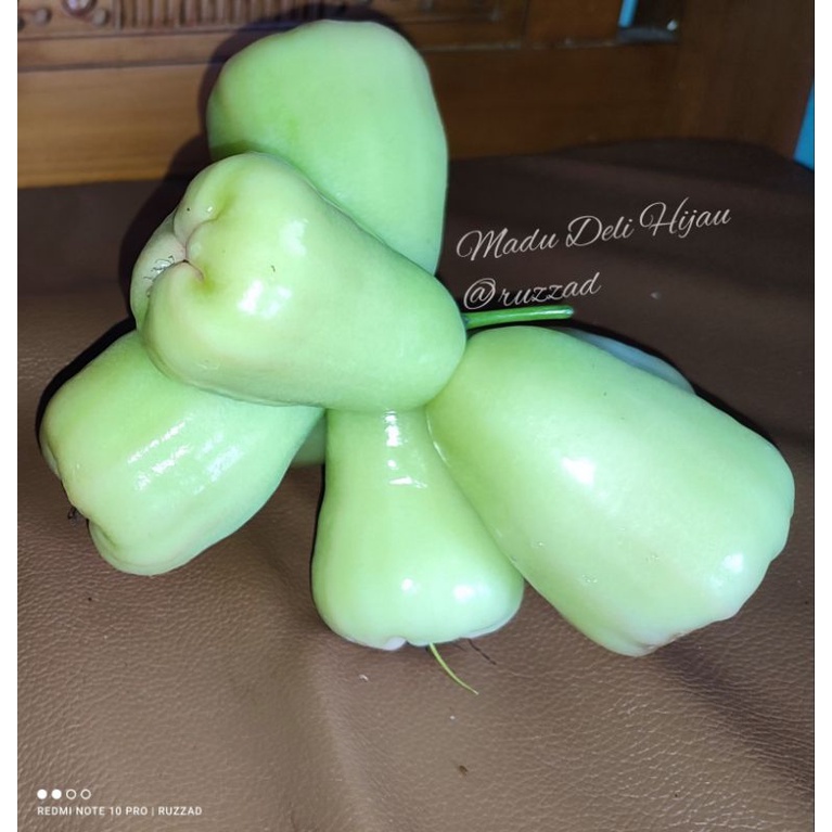bibit jambu air madu deli hijau