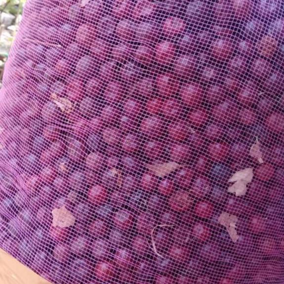 

(B8)T✪) BUAH BIDARA KERING 1 KG viral