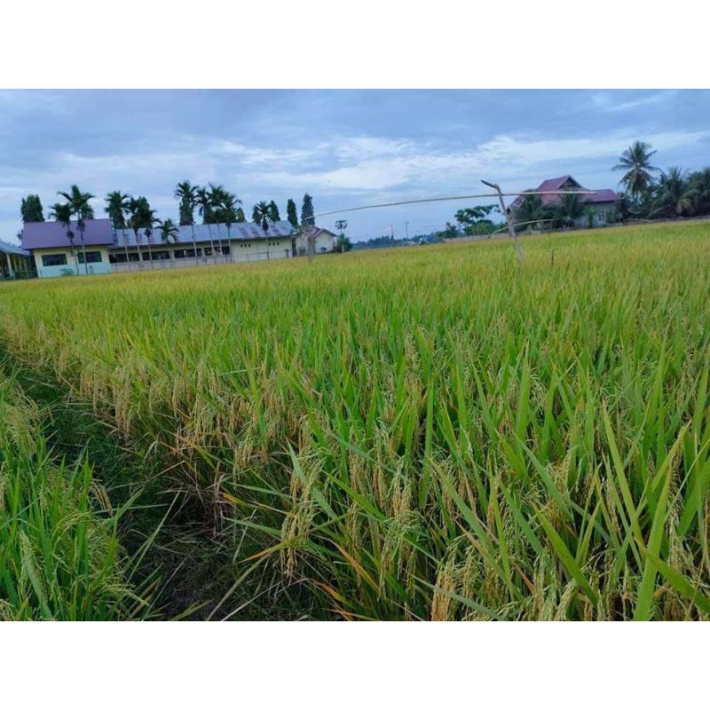 Benih padi CBD 04 5 kg