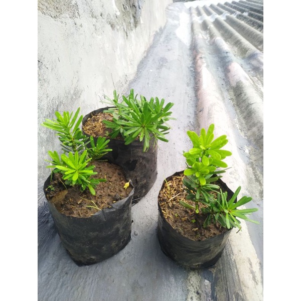 bibit bonsai lohansung cincuan ori