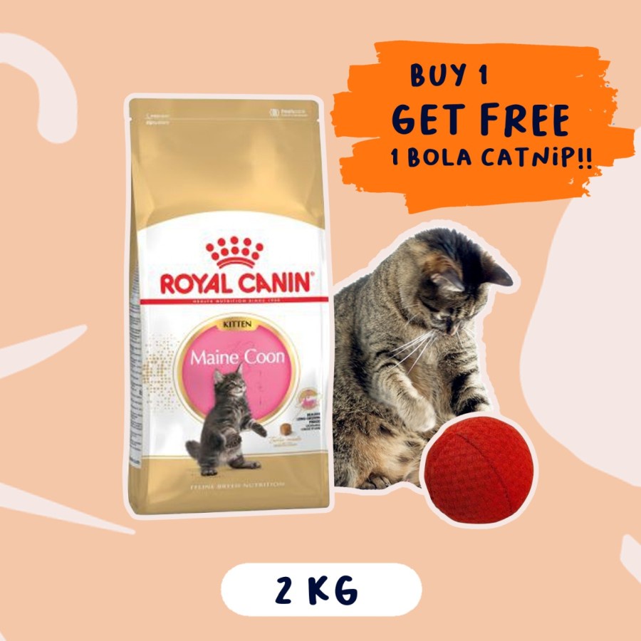 Royal Canin Maine Coon Kitten 2kg Buy 1 Get Free Ball Catnip