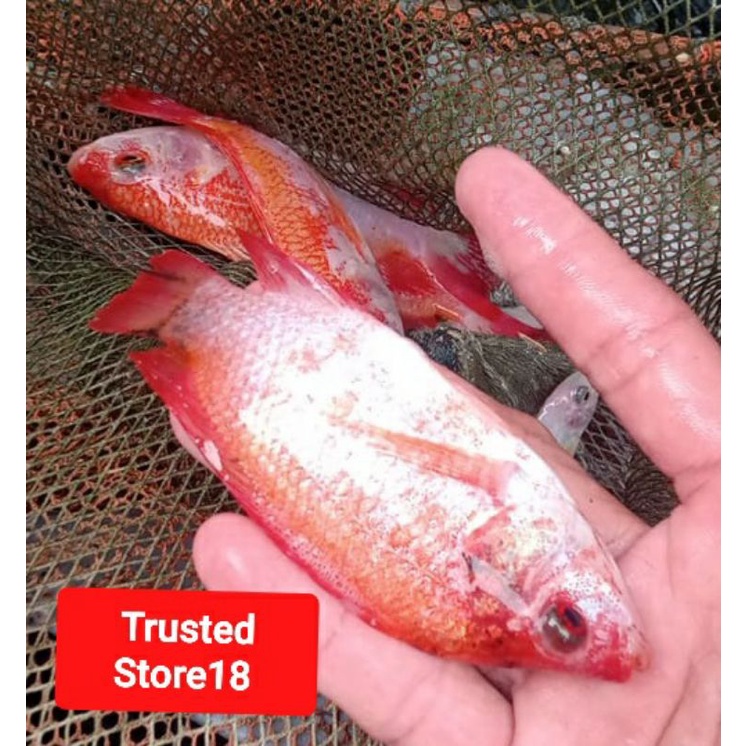 Bibit anakan ikan nila merah ukuran sedang (sekitat 2 jari)