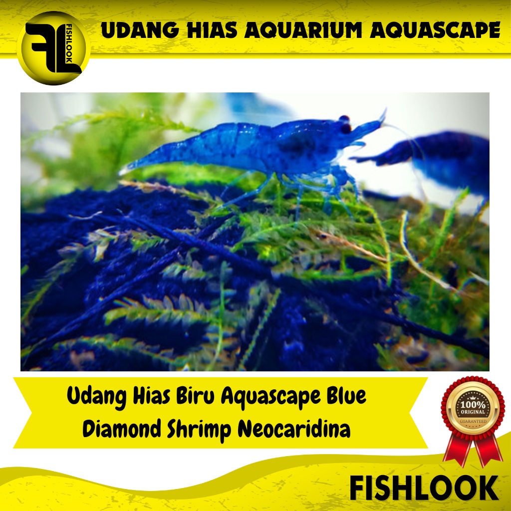Udang Hias Biru Aquascape Blue Diamond Shrimp Neocaridina