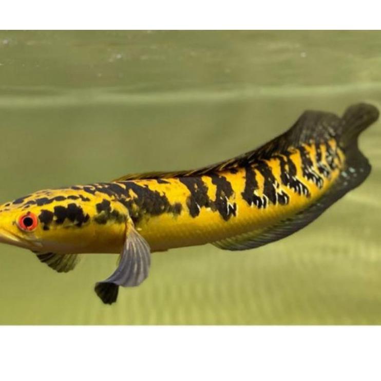 Best yellow sentarum 19-20cm