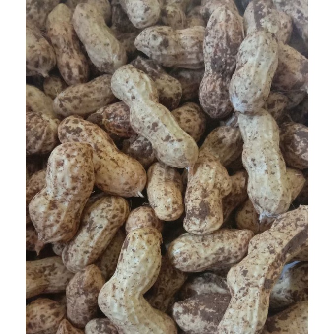 

kacang kulit
