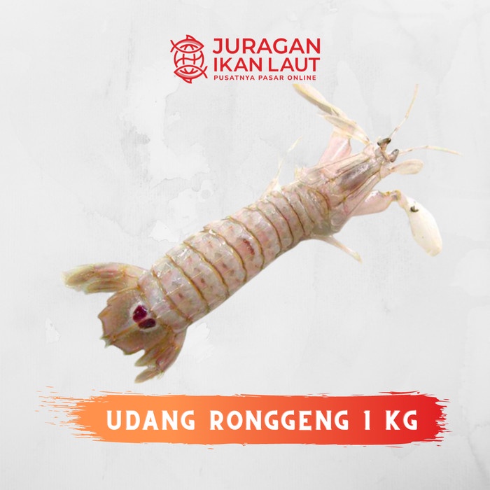 

Udang Ronggeng Segar Berkualitas - 1 Kilogram