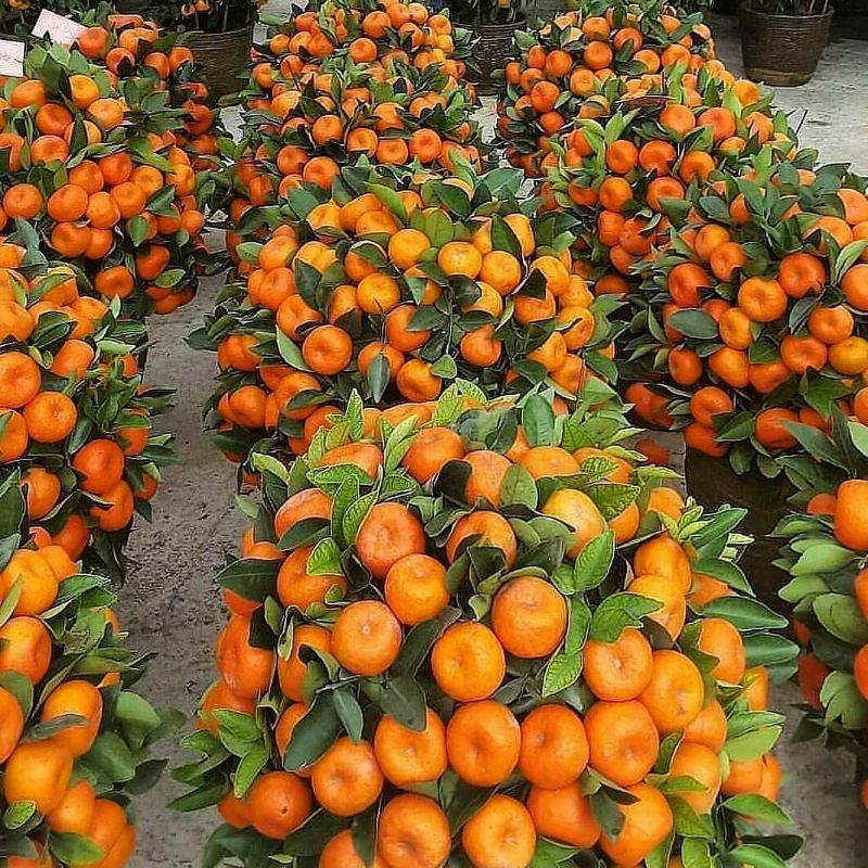 Pupuk Organik Pelebat Buah Dan Booster Jeruk Cepat Berbuah Lebat