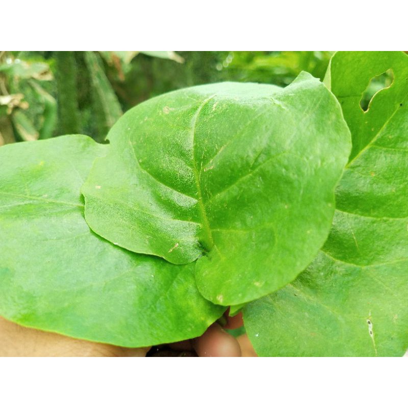 

Daun Binahong segar500garm