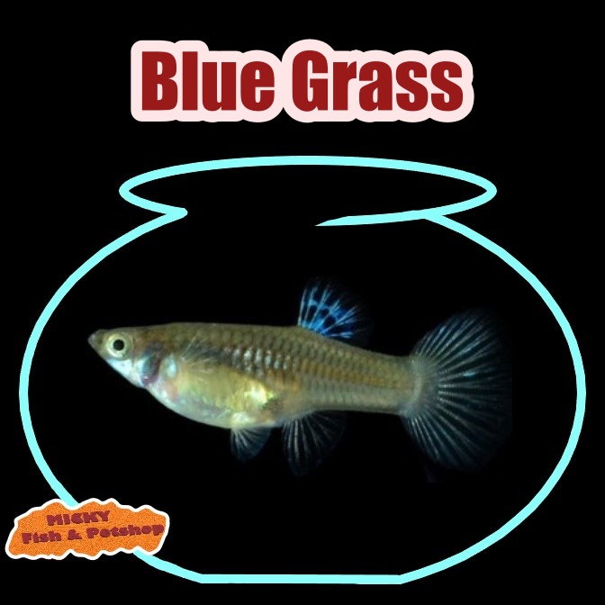 BETINA Blue Grass Indukan Guppy Grade