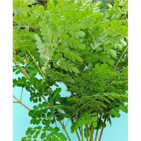 

DAUN KELOR SEGAR / Daun kelor obat herbal kolesterol