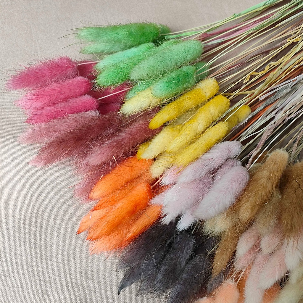 Dried Flower Candy Colour Lagurus Rabbit Tail Bunga Kering Asli Hias Dekorasi Buket