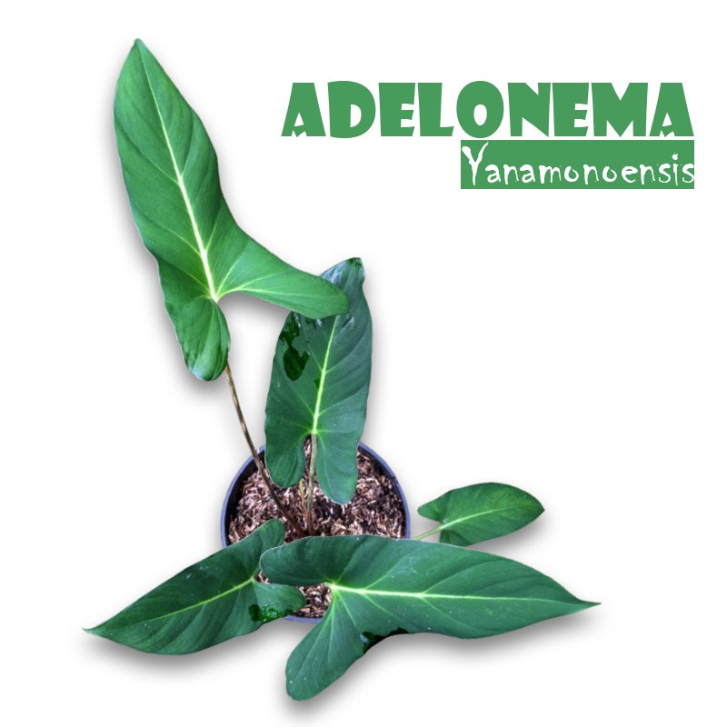 Tanaman Adelonema Yanamonoensis
