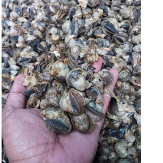 

⇝ Daging Bekicot Mentah (Escargot) Bersih & Fresh ✹
