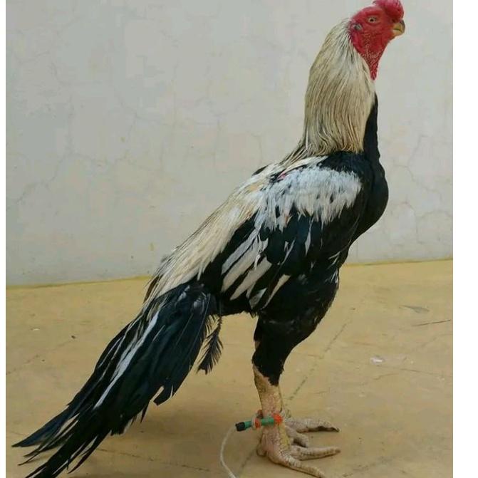 Terlaris.. Telur ayam aseel parrot beak telur fertil untuk di tetaskan Y78