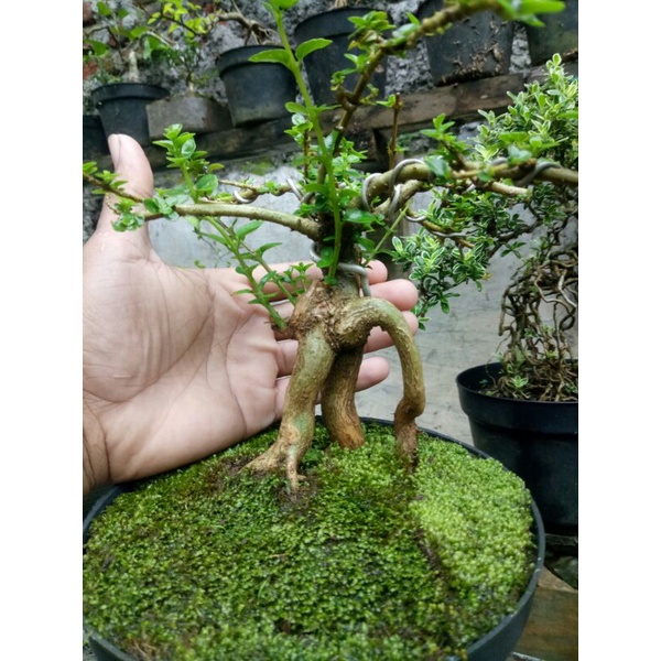 bonsai small sancang recomended