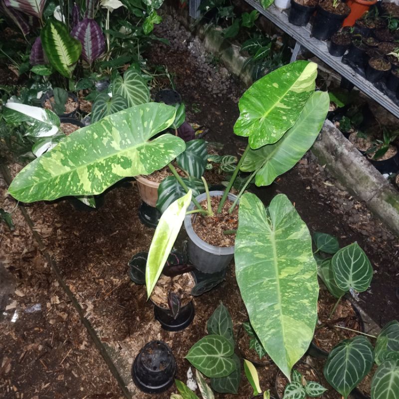 philodendron josebuono