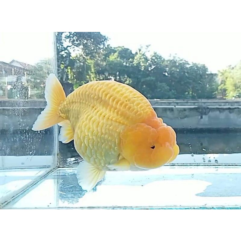 Rancu jumbo / ikan mas koki rancu jumbo jambul / rancu jumbo lion head / rancu big head