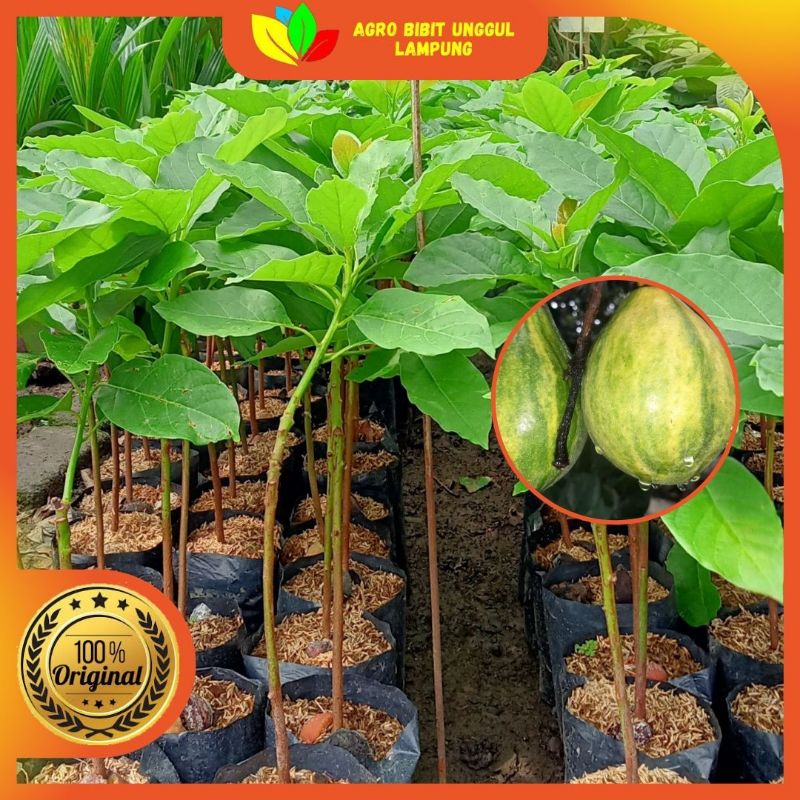 Tinggi 60 cm Bibit Alpukat Varigata Asli Tanaman Okulasi Cepat Berbuah