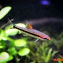 

IKAN PUNTIUS DENISONI