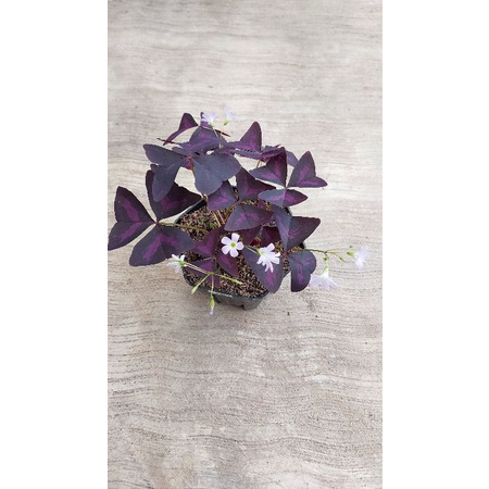 Bunga kupu kupu / bunga oxalis