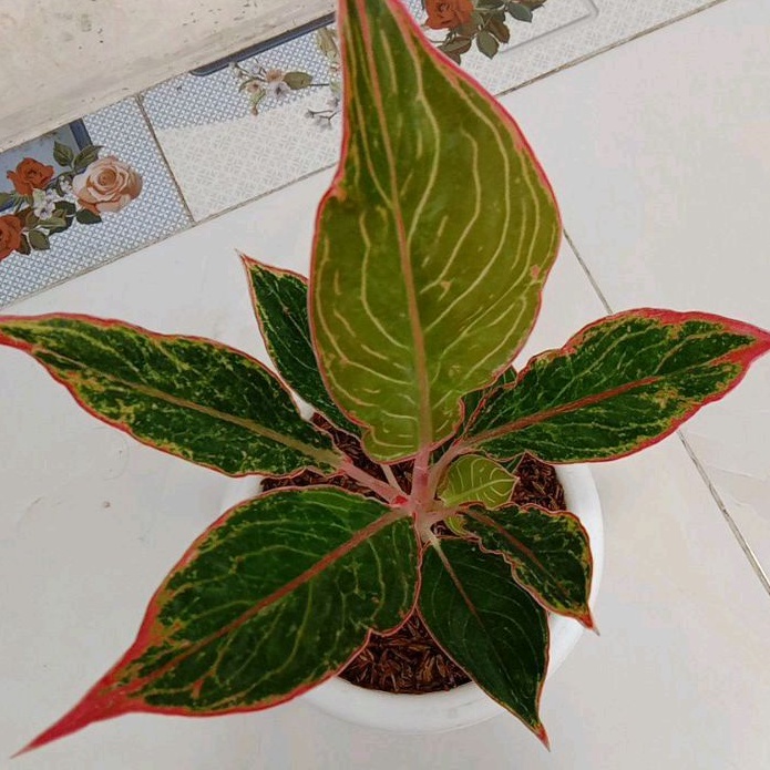 AGLONEMA PETERPAN SUPER (LIPSTIK PETERPAN)