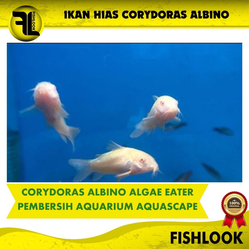 CORYDORAS ALBINO - IKAN AQUASCAPE IKAN HIAS PEMAKAN ALGAE